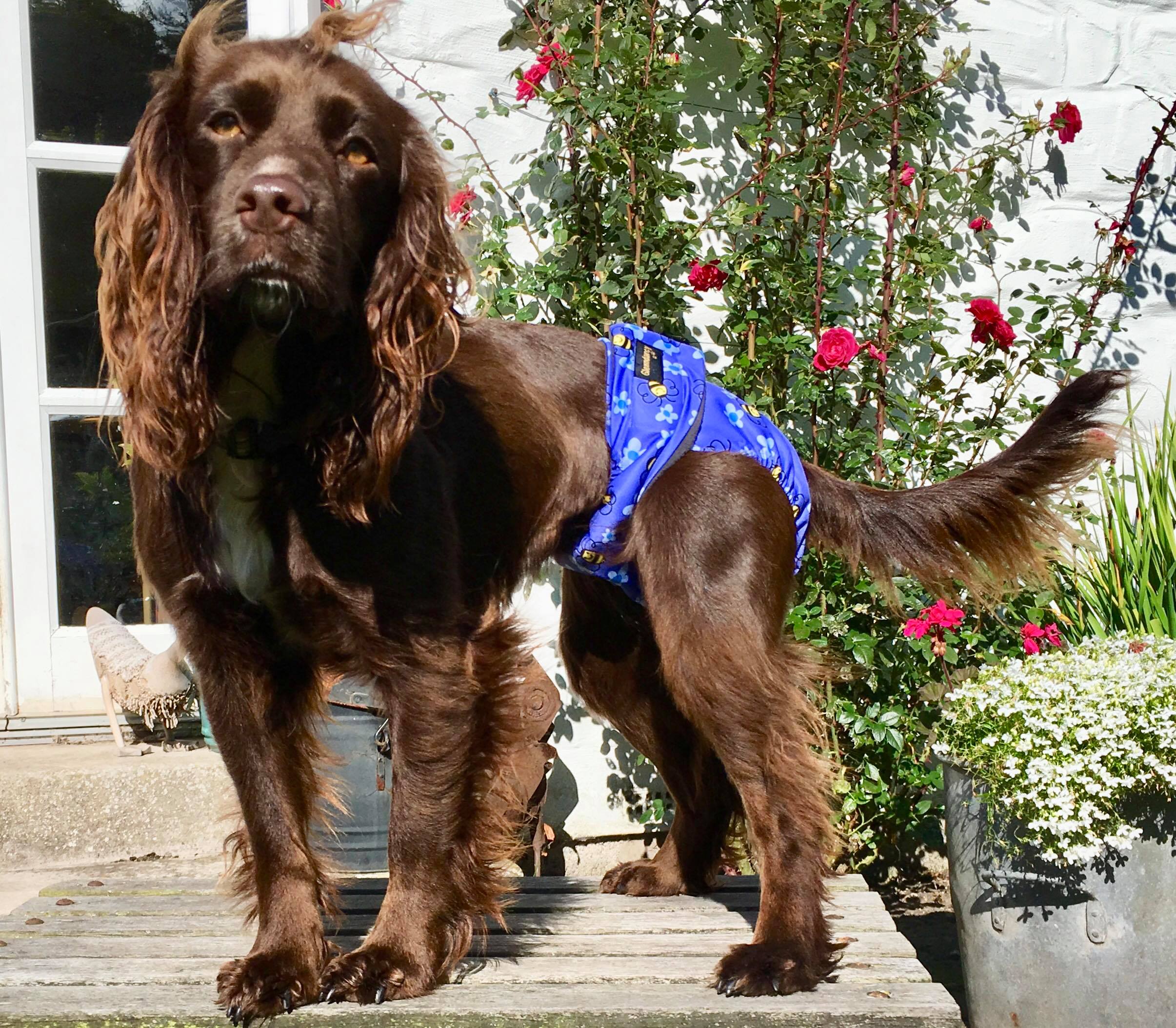 Female Dog Incontinence