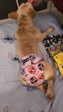 Sweethearts Female Dog Pants - NO TAILHOLE