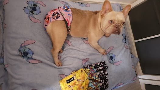 Frenchies Female Dog Pants - NO TAILHOLE
