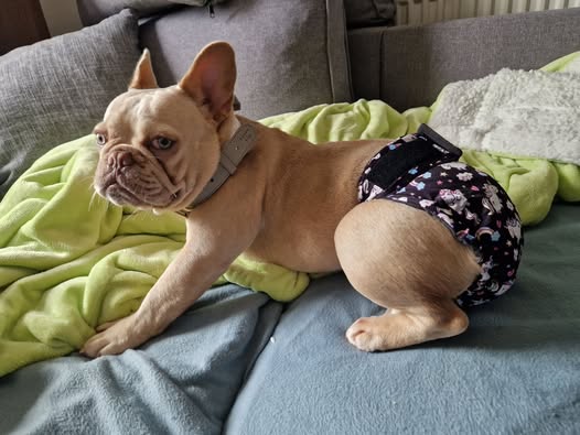 Sweethearts Female Dog Pants - NO TAILHOLE