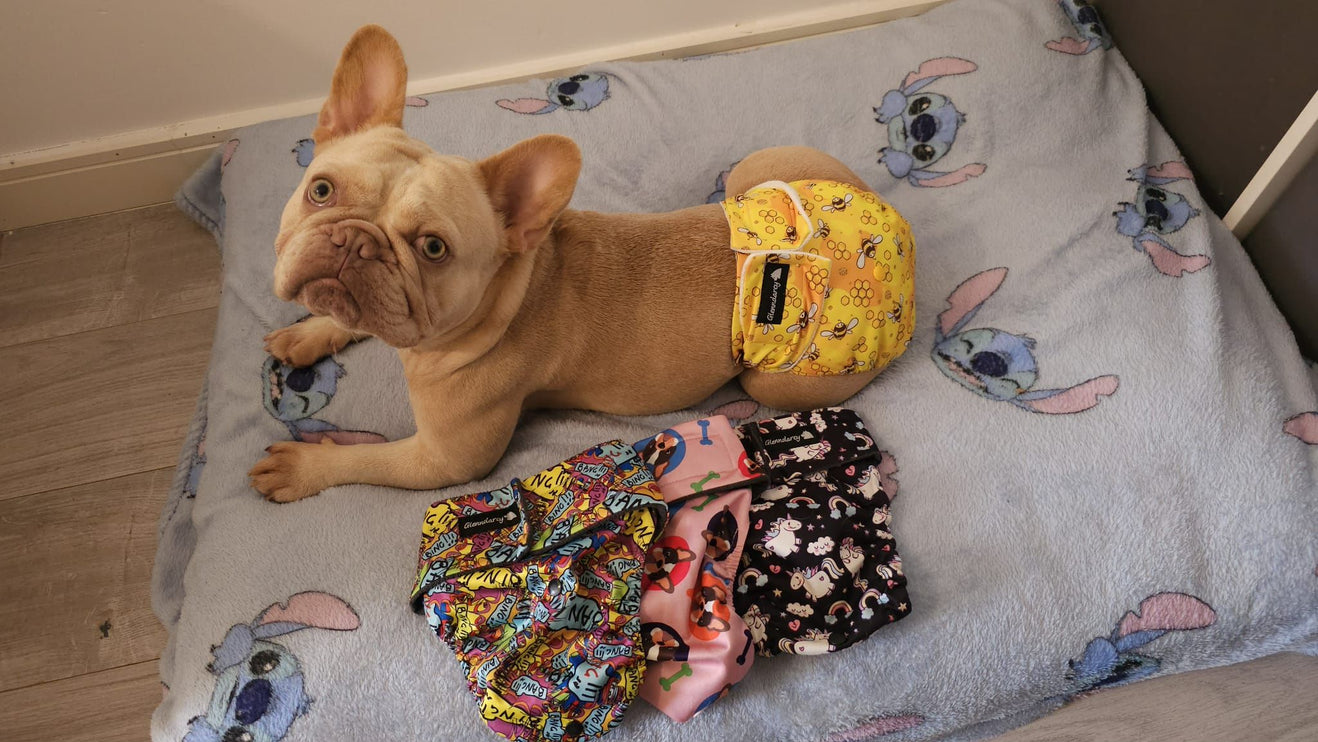 The Bee's Knees!  Female Dog Season Pants - NO TAILHOLE