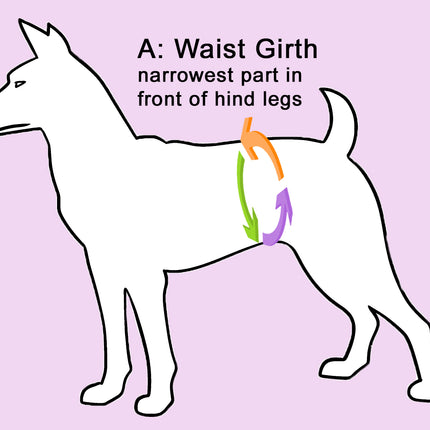 Close-up guide showing where to measure a female dog's waist for the correct Glenndarcy nappy fit.
