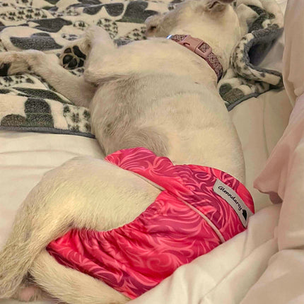 Flamingo Twist -  Female Dog Pants