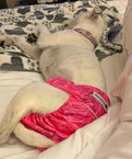 <strong>My Female Dog is in Season</strong>