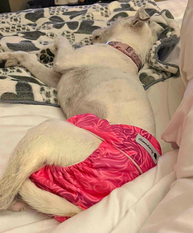 Flamingo Twist -  Female Dog Pants