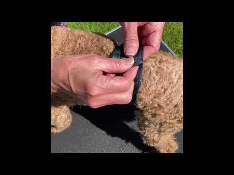 Starry Midnight Male Dog Belly Band - Poppers