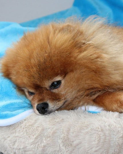 Washable Waterproof Blanket